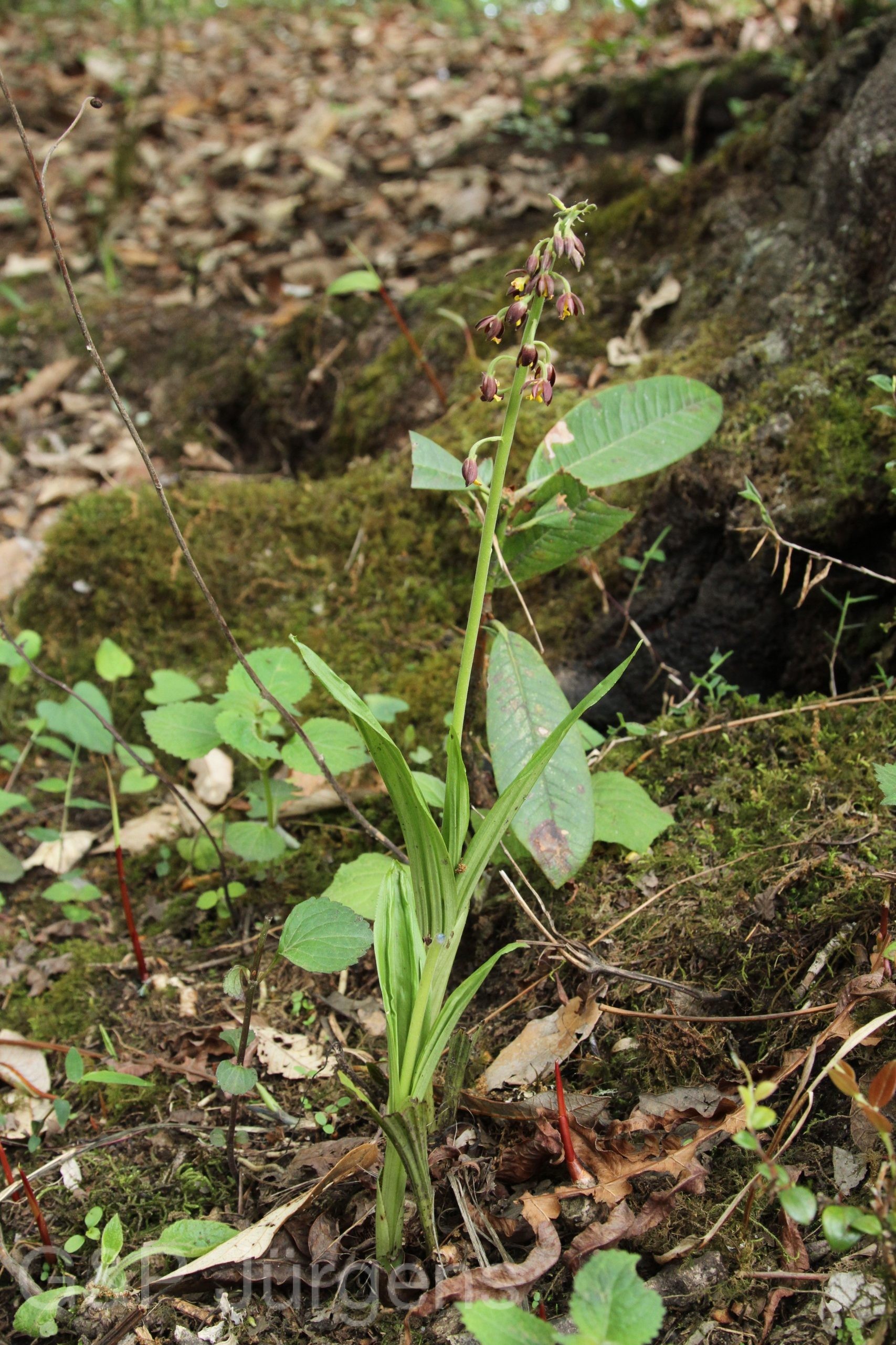 Calanthe mannii — Orchideaceae