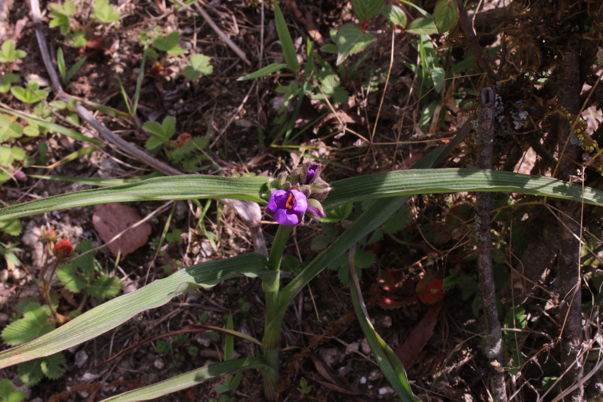 Commelina maculata — Commelinaceae