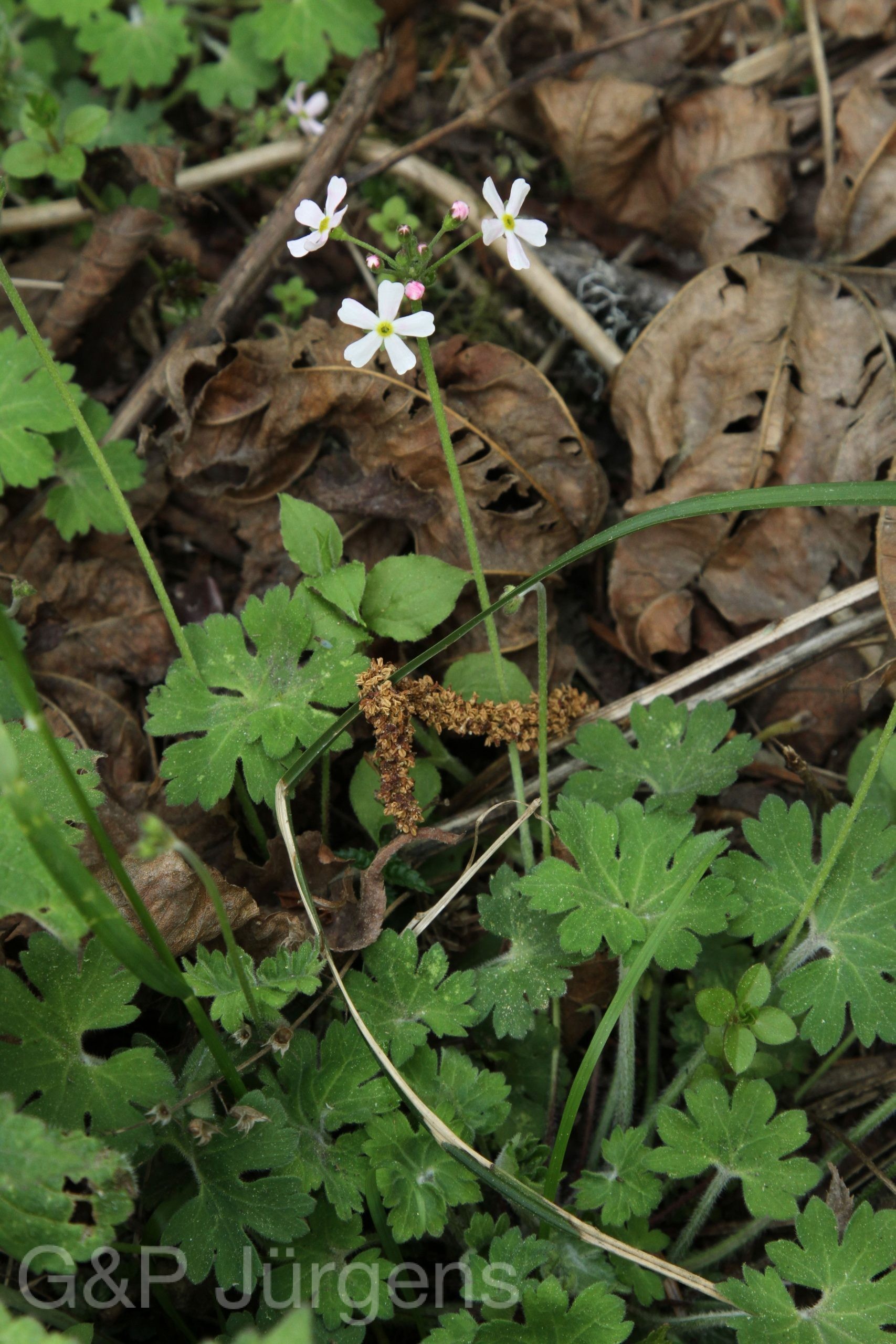 Androsace geranifolia — Primulaceae