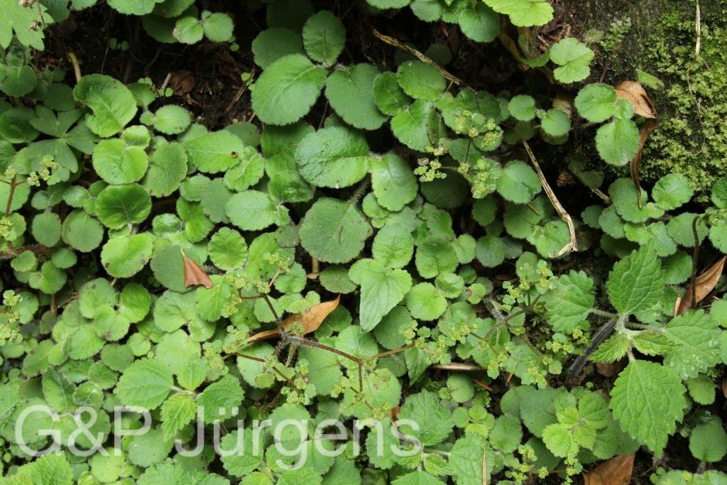 Bhutan2014 828