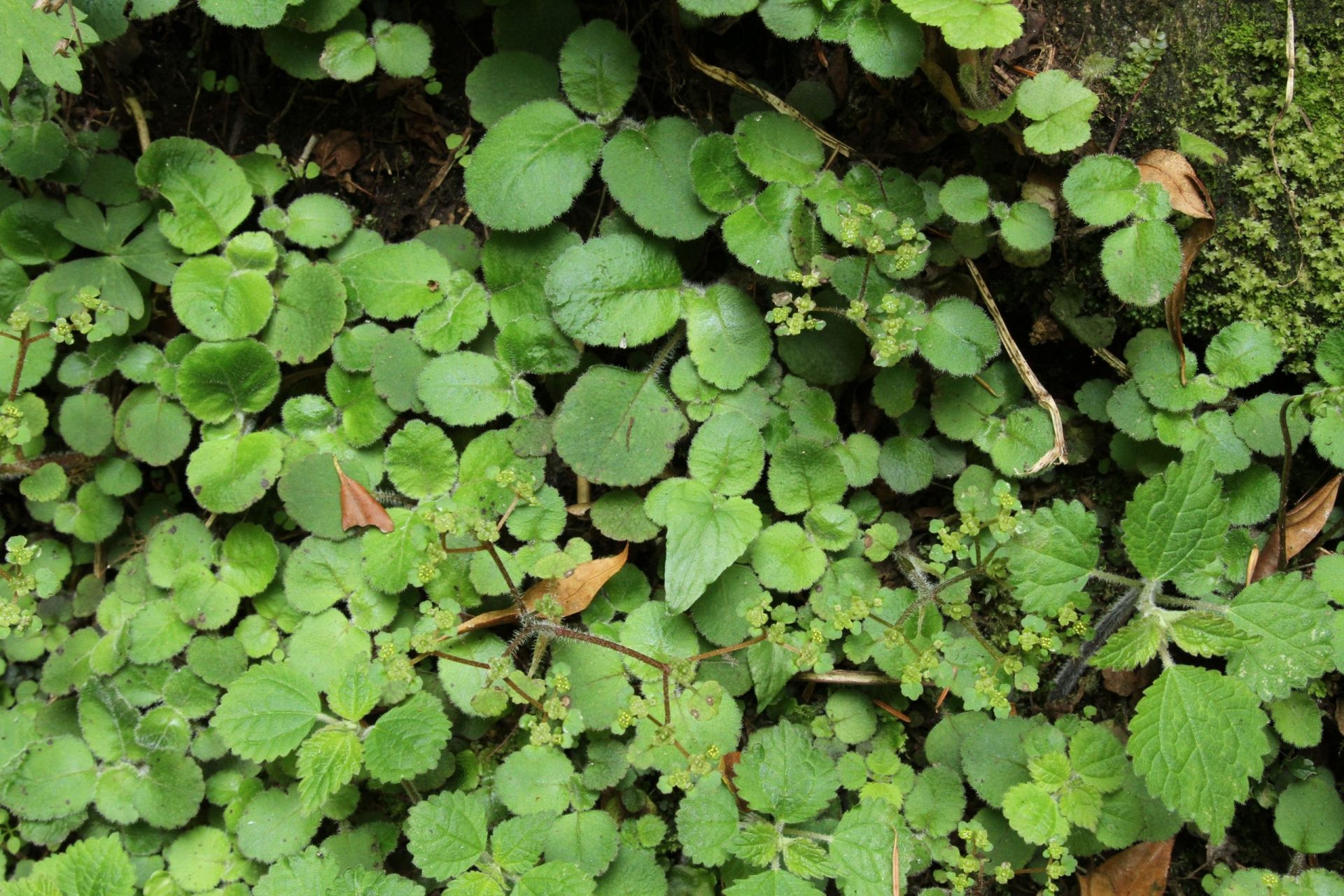 Chrysosplenium lanuginosum — Saxifragaceae