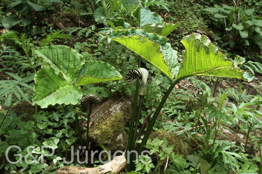 Bhutan2014 830
