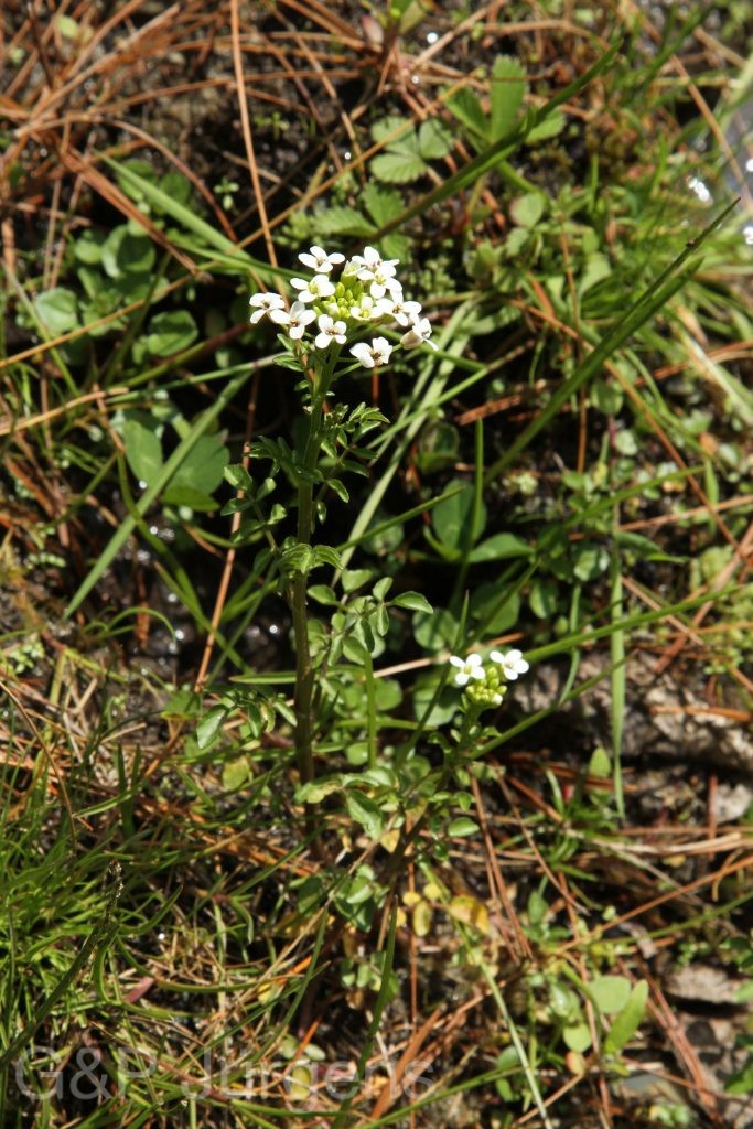 Bhutan2014 845