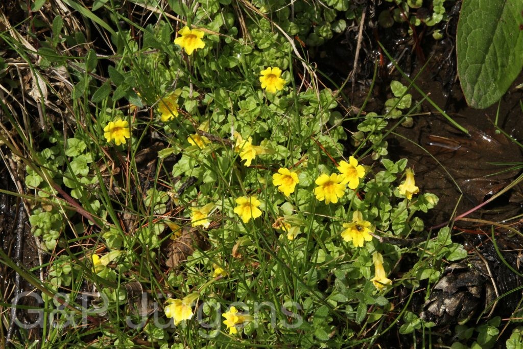 Bhutan2014 855