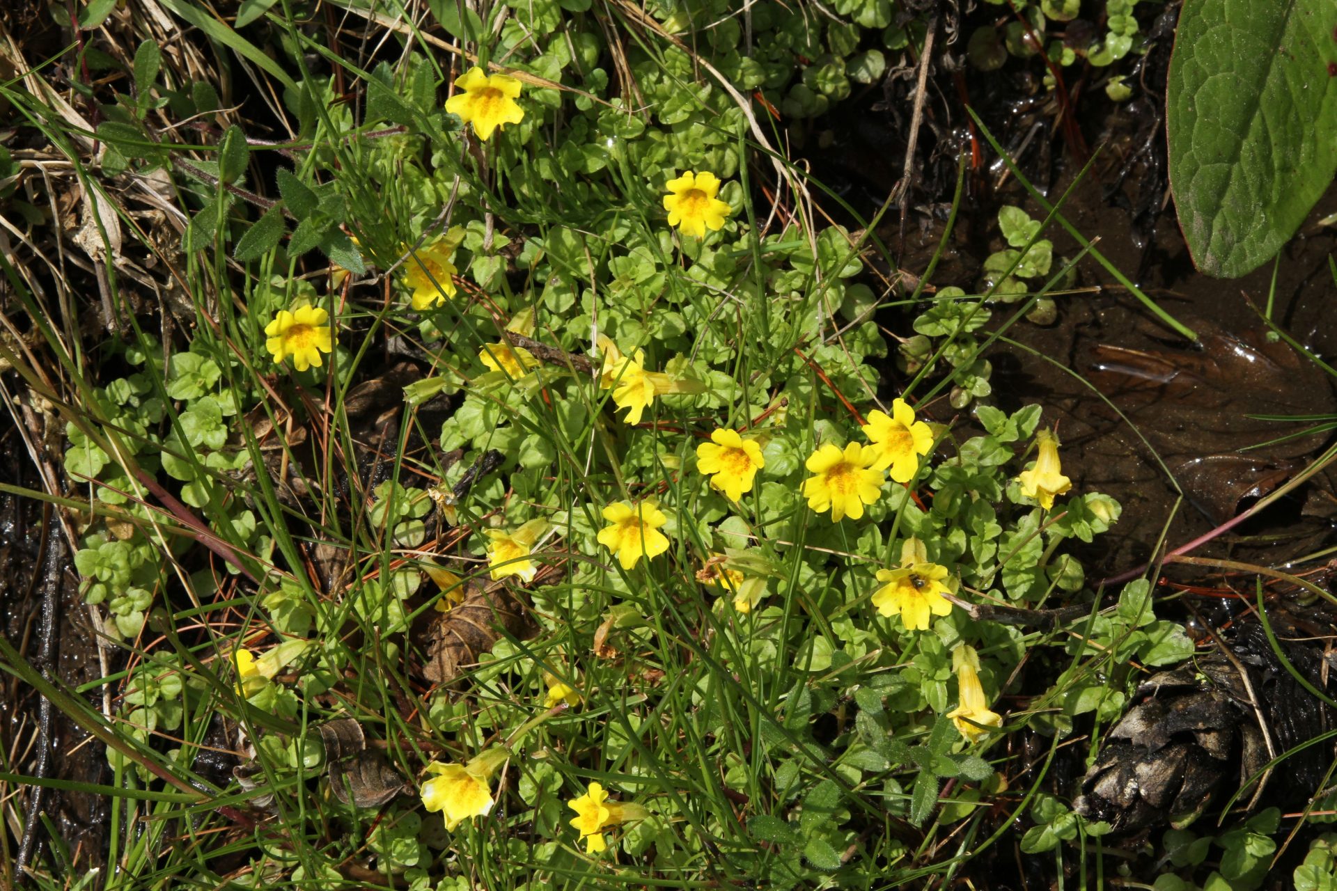 Erythranthe nepalensis — Phrymaceae