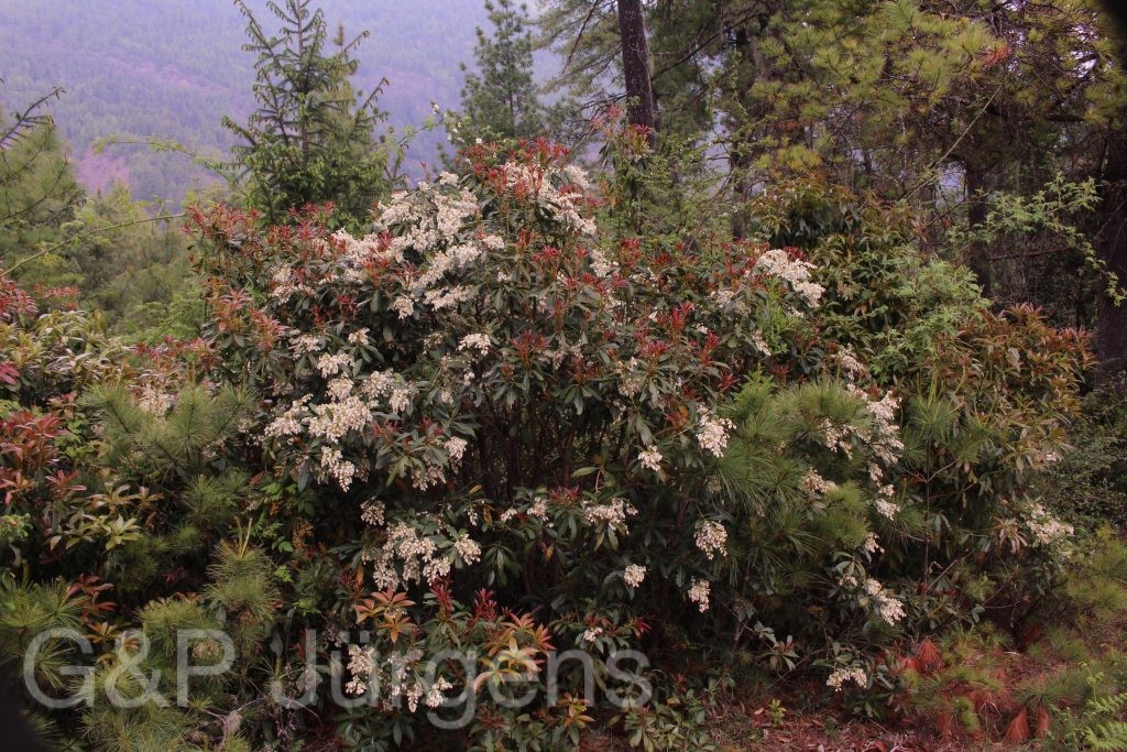Bhutan2014 859