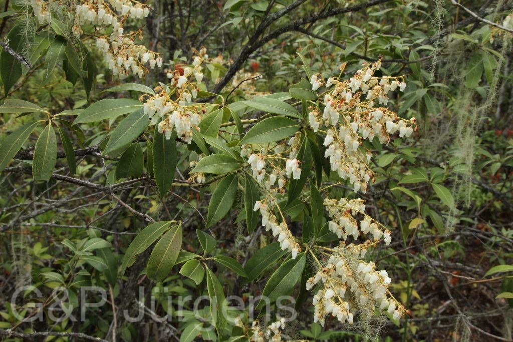 Bhutan2014 861
