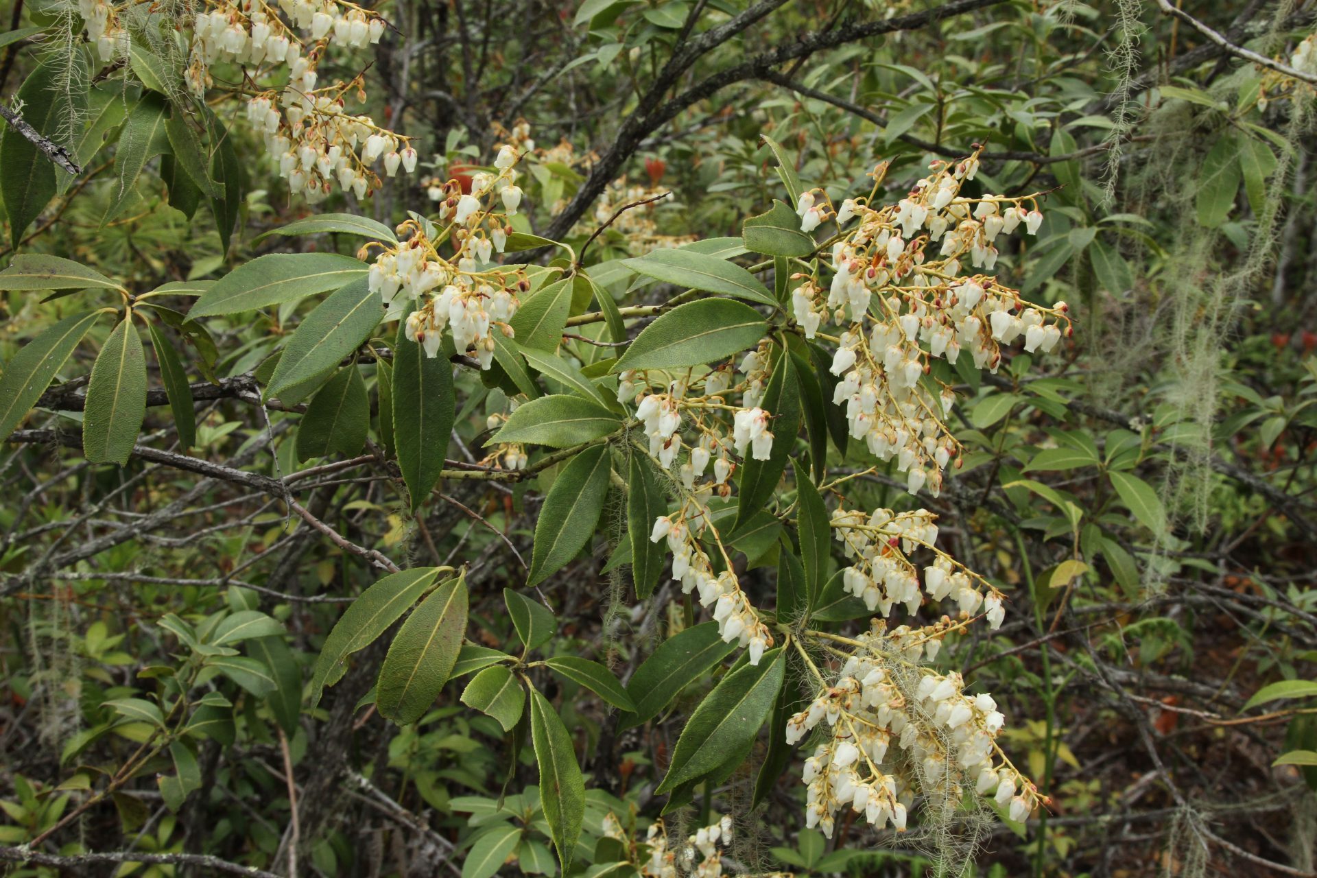 Pieris formosa — Ericaceae