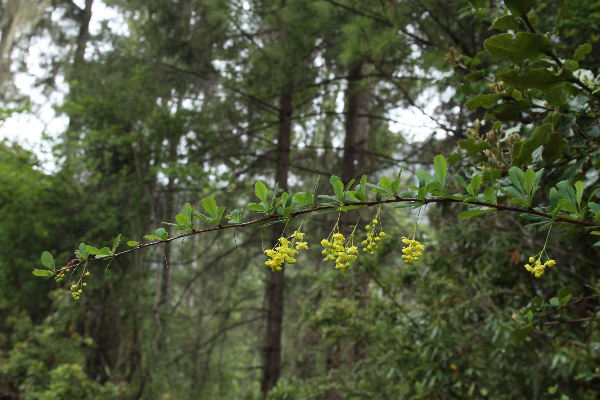 Berberis aristata — Berberidaceae