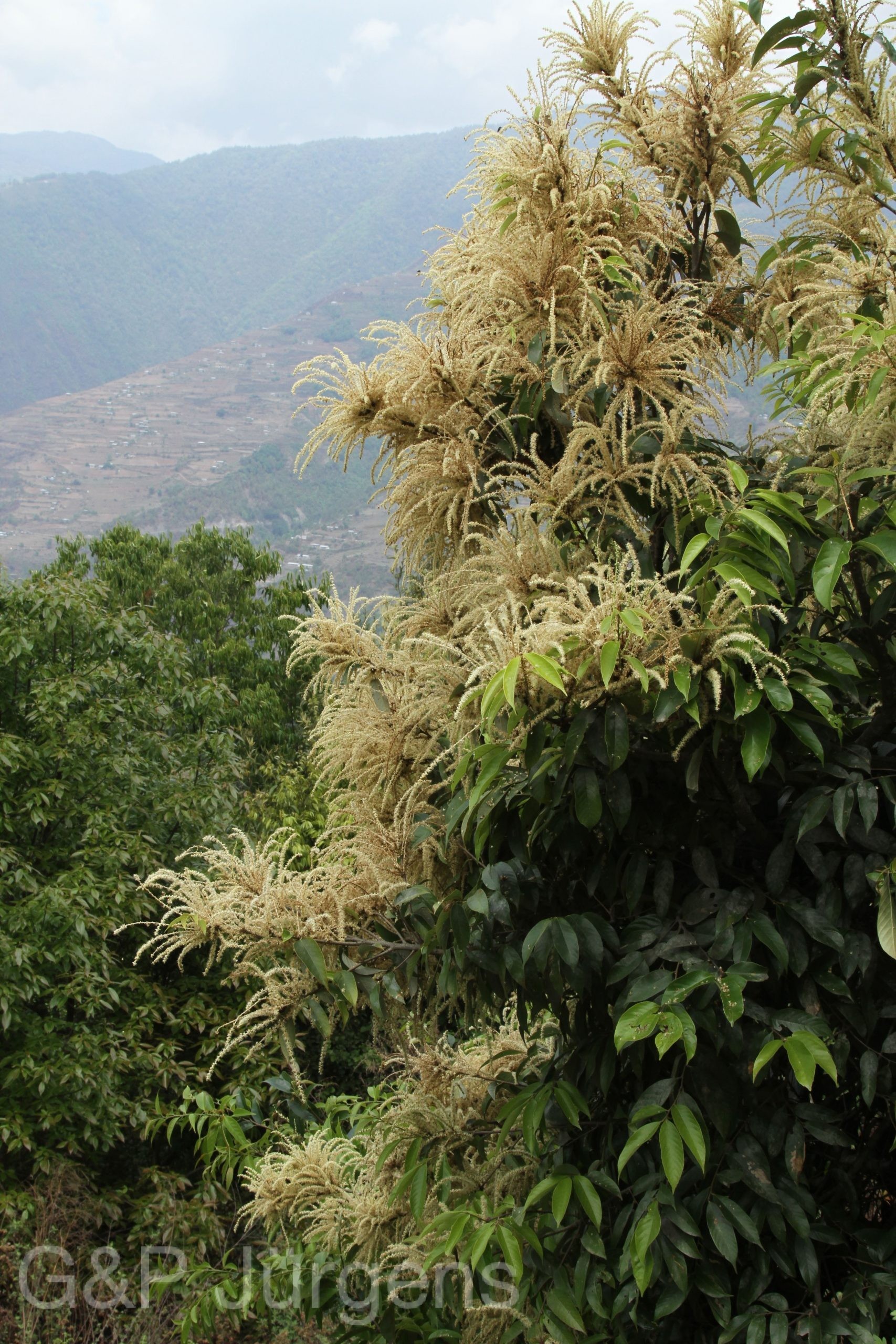 Castanopsis tribuloides — Fagaceae
