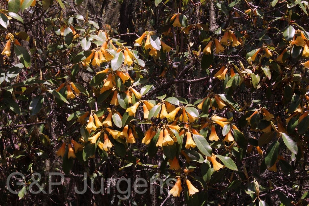 Bhutan2014 877