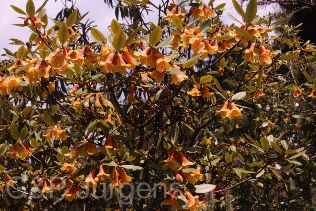 Bhutan2014 882