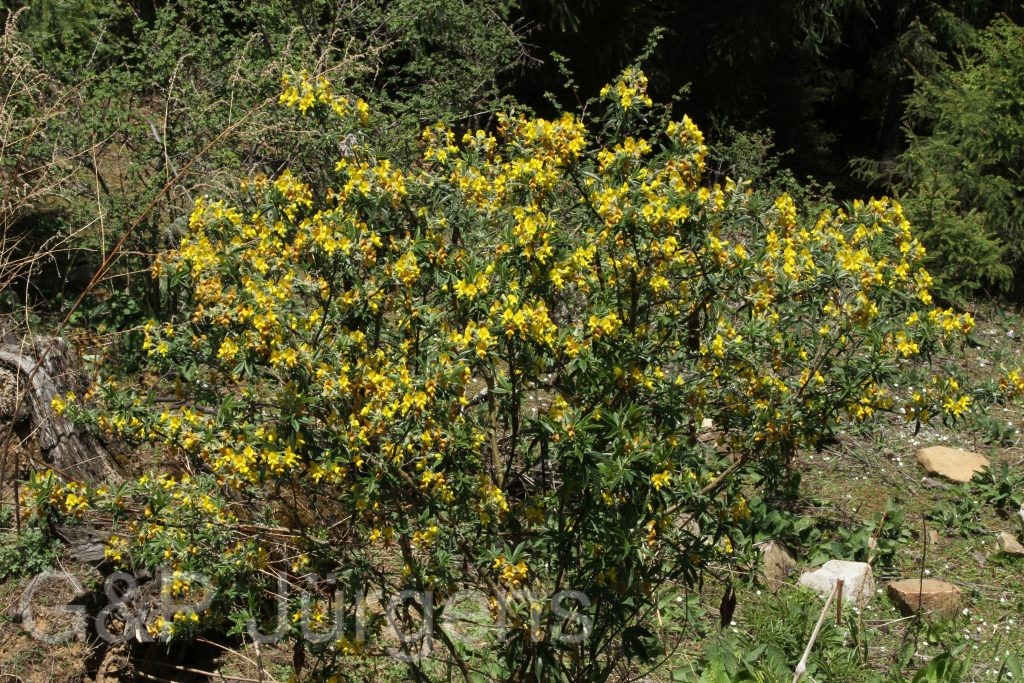 Bhutan2014 886