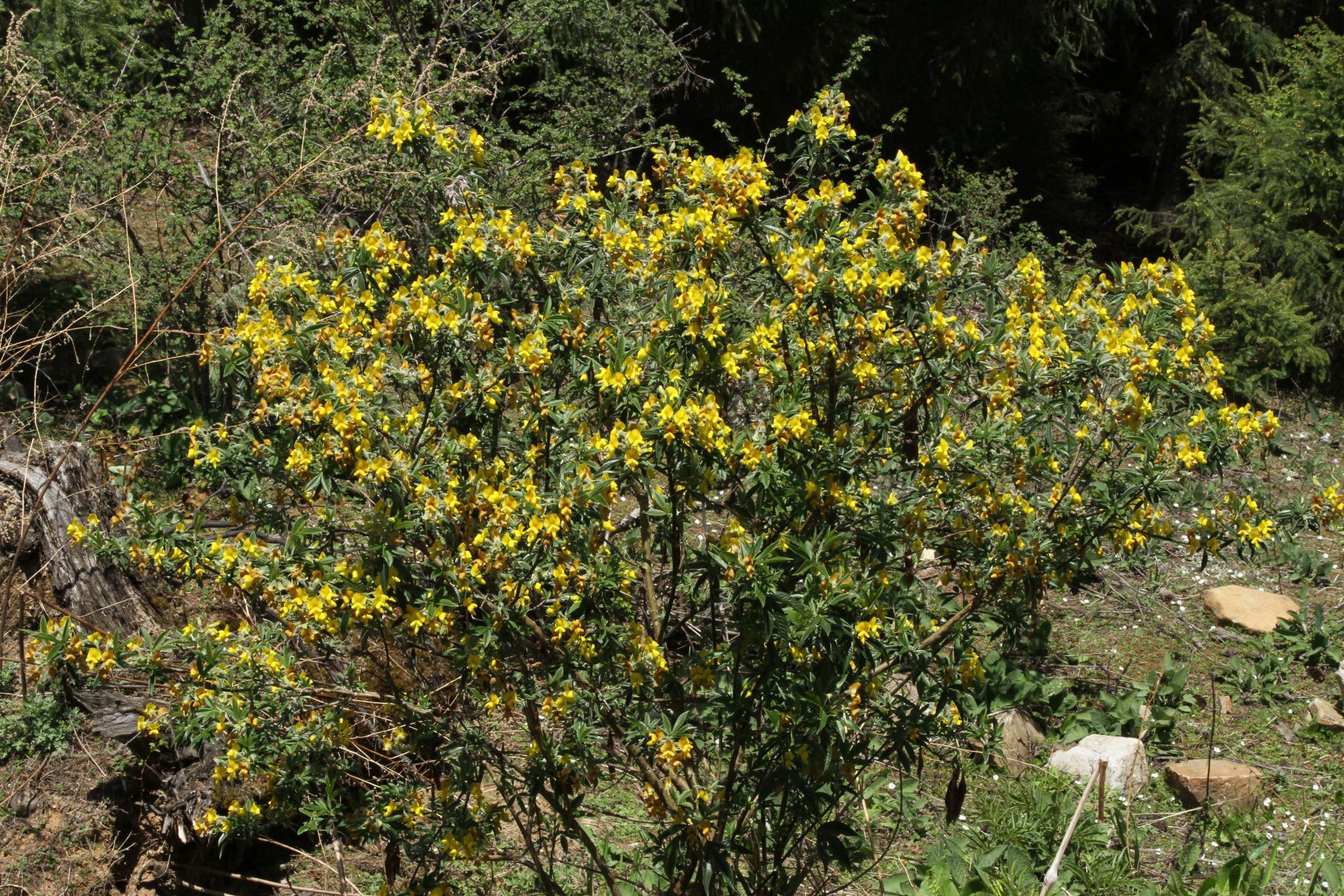 Piptanthus nepalensis — Fabaceae