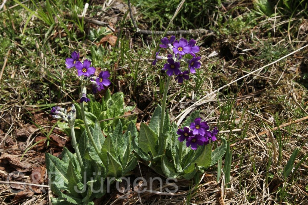 Bhutan2014 904