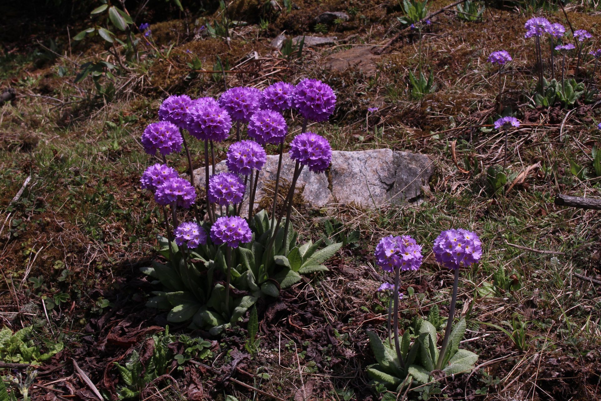 Primula denticulata — Primulaceae