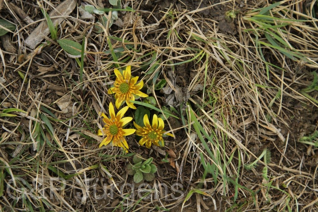 Bhutan2014 918