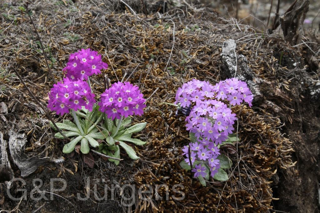 Bhutan2014 924