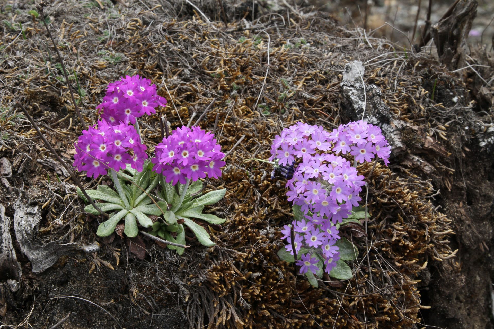 Primula atrodentata — Primulaceae
