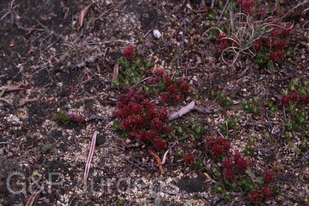 Bhutan2014 932