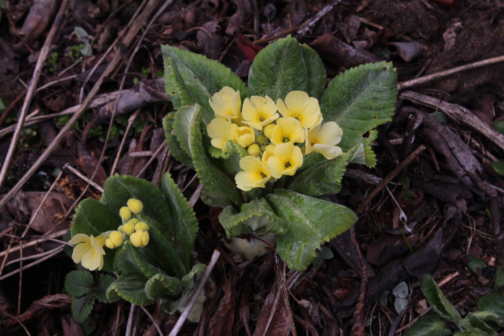 Primula elongata — Primulaceae