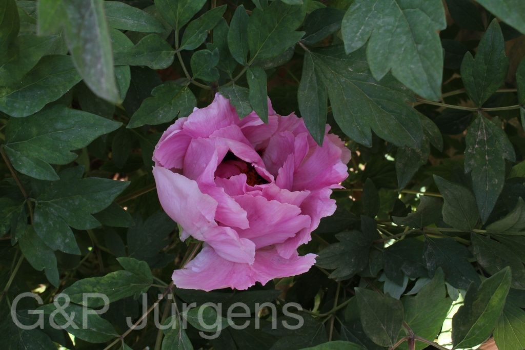 Bhutan2014 953