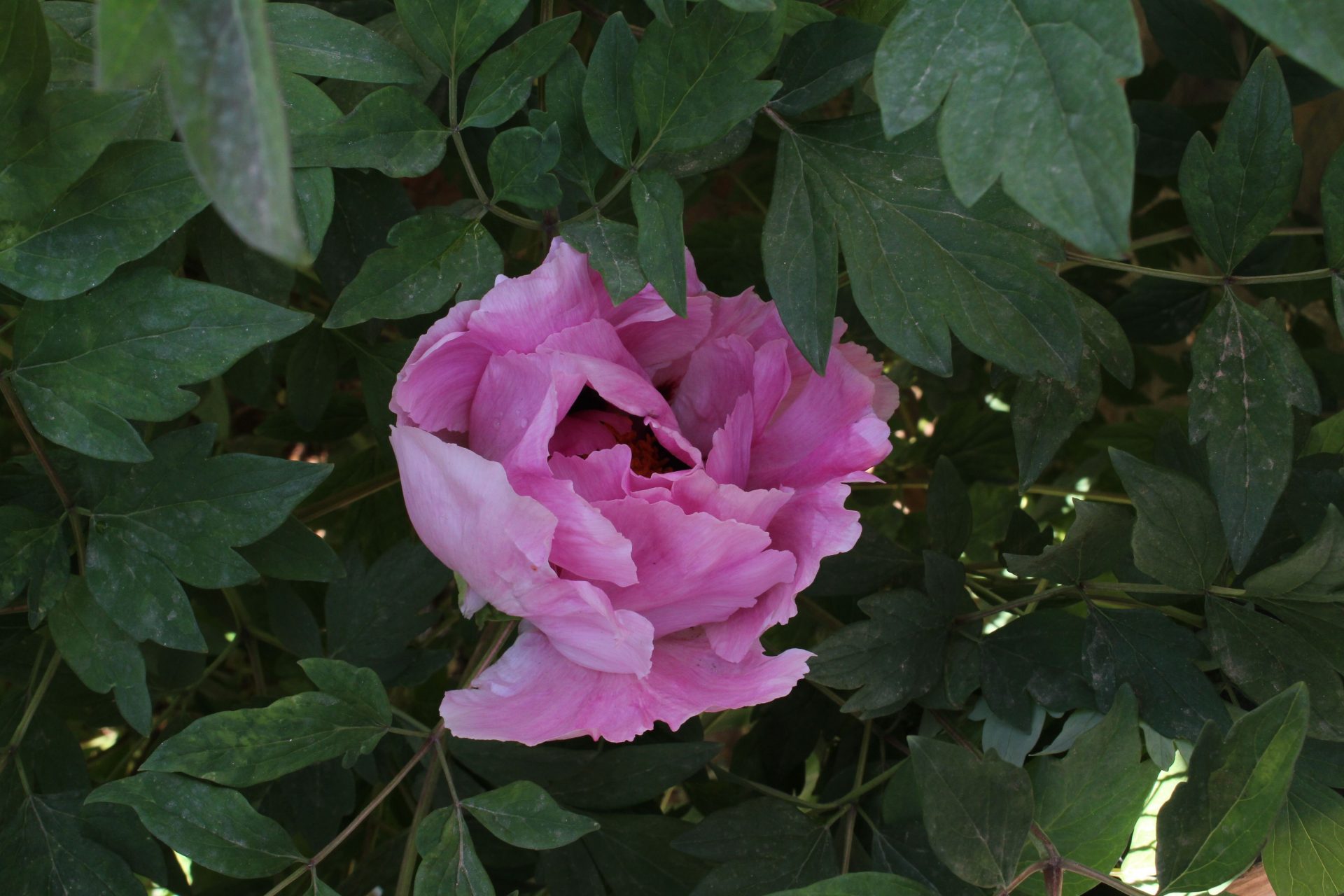 Paeonia suffruticosa — Paeoniaceae