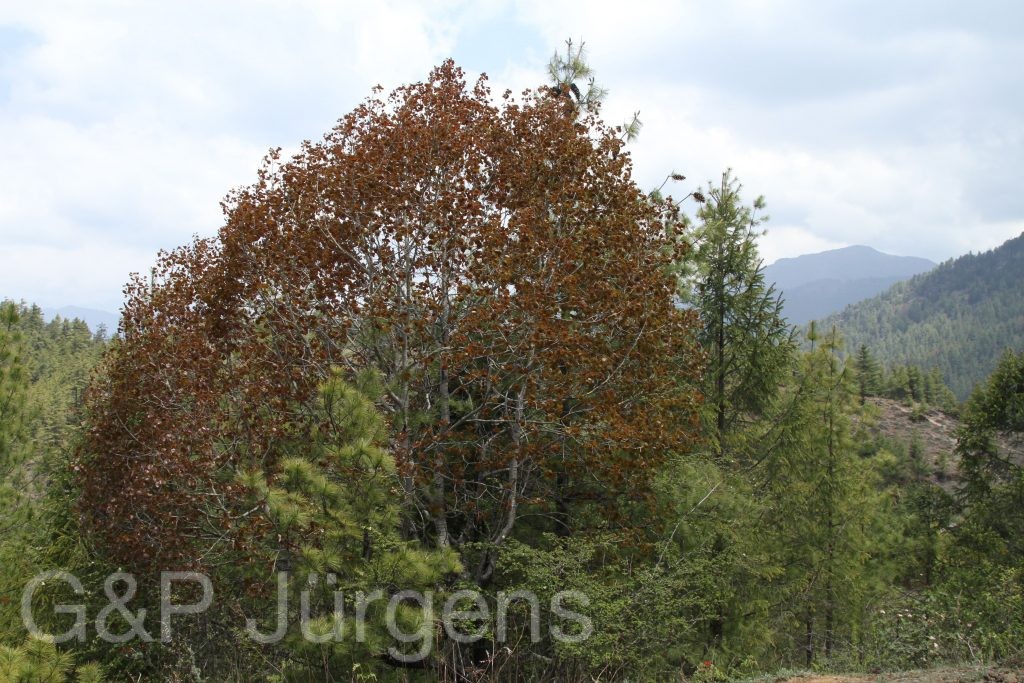 Bhutan2014 958