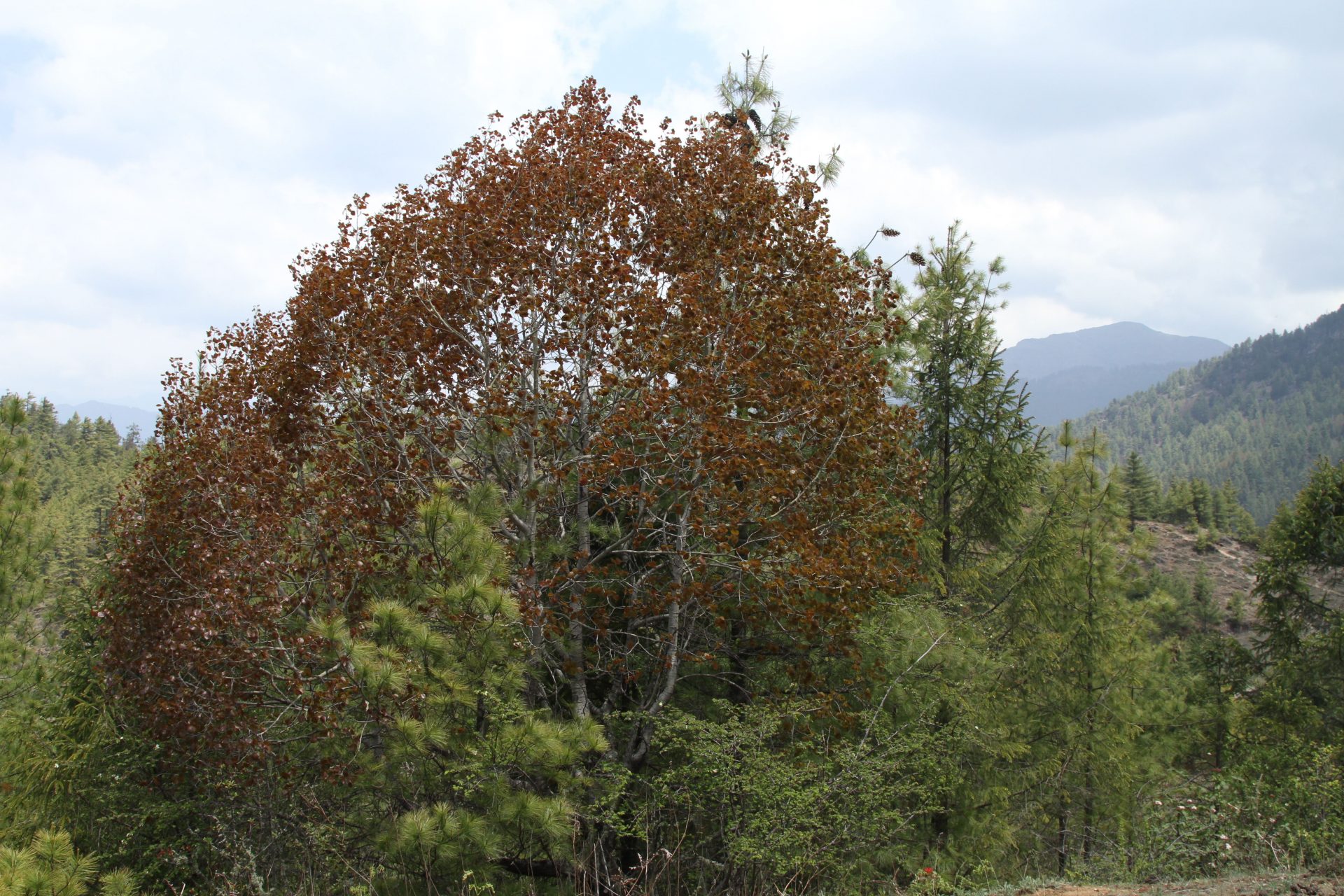 Populus tremula — Salicaceae