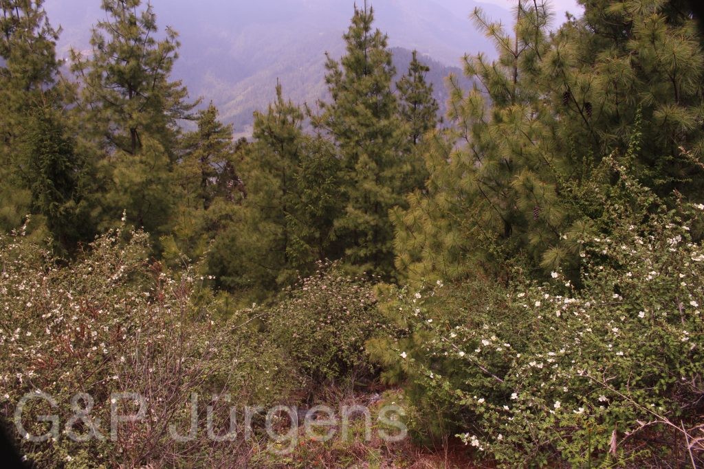 Bhutan2014 961
