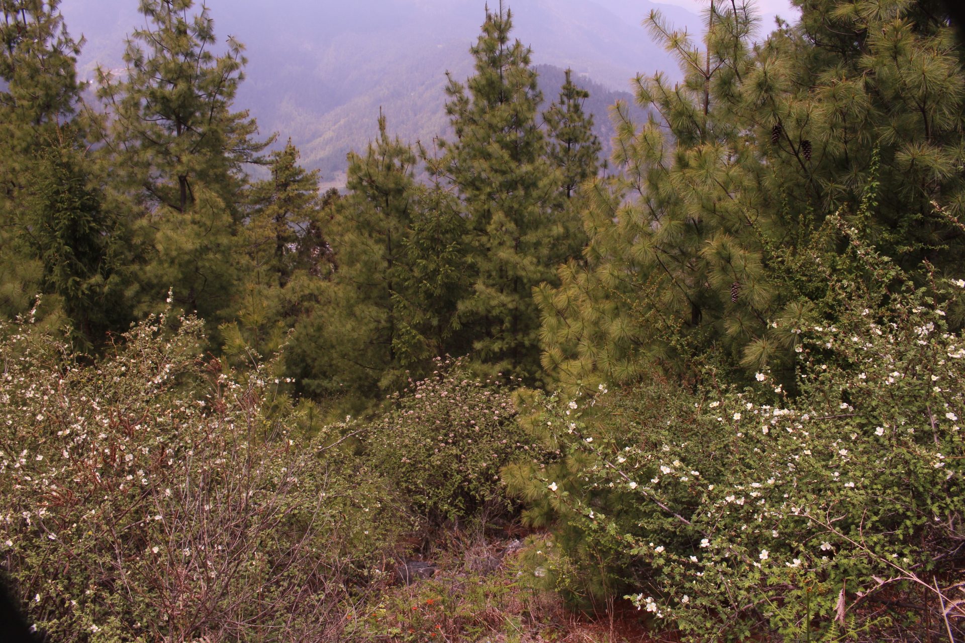 Pinus wallichiana — Pinaceae