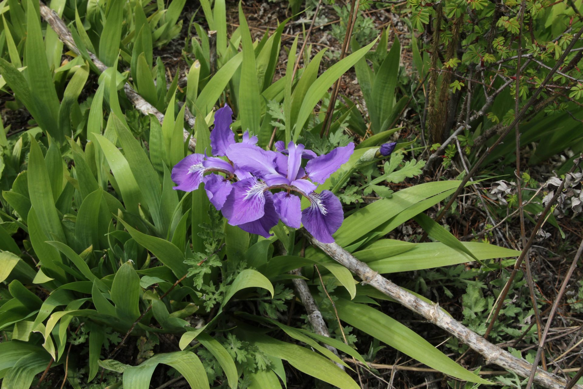 Iris tectorum — Iridaceae