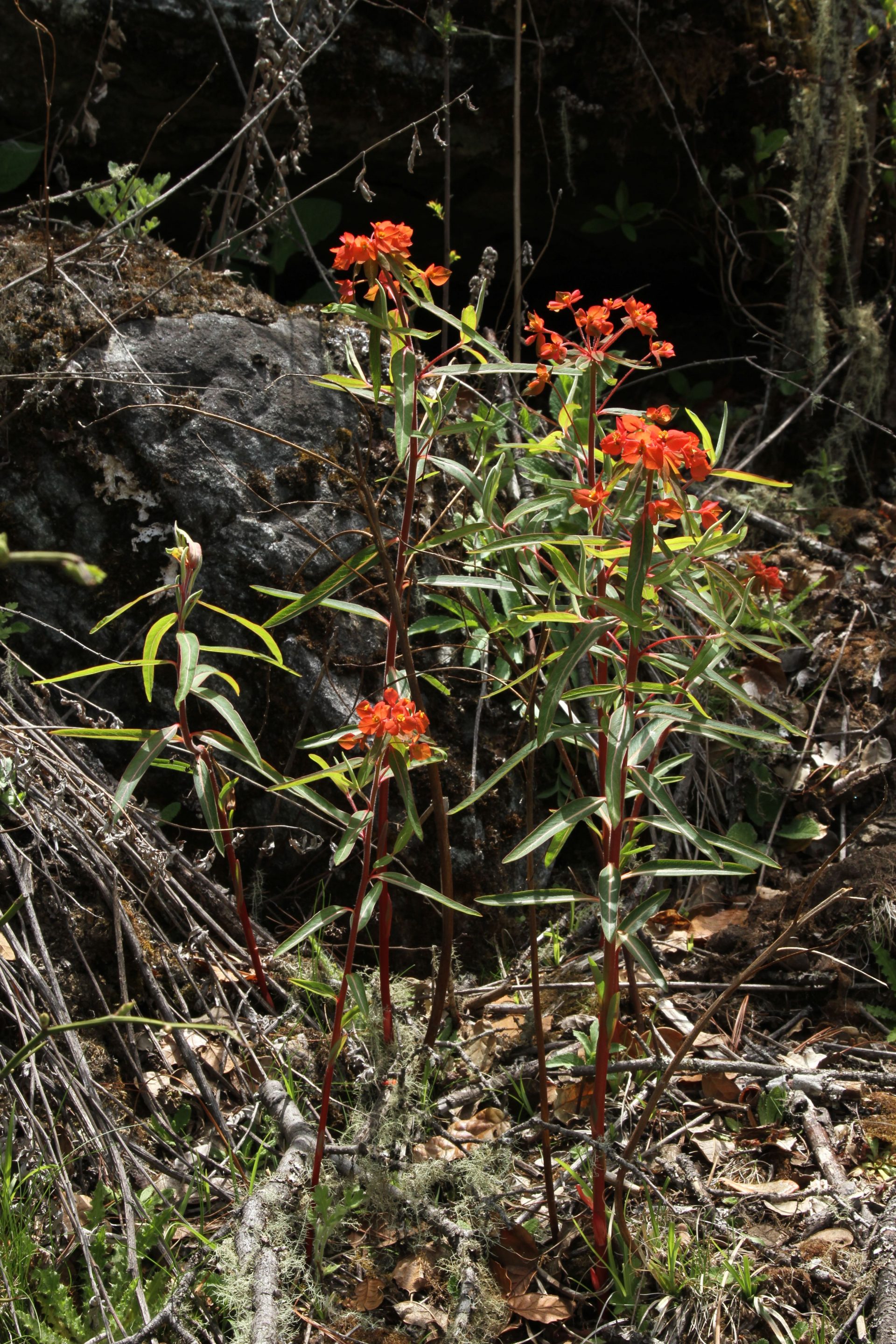 Euphorbia griffithii — Euphorbiaceae