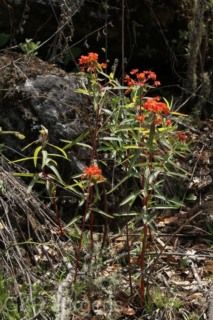 Bhutan2014 976