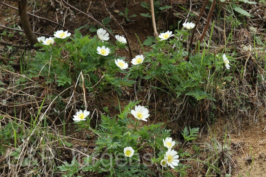 Bhutan2014 981