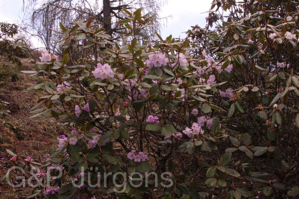 Bhutan2014 988