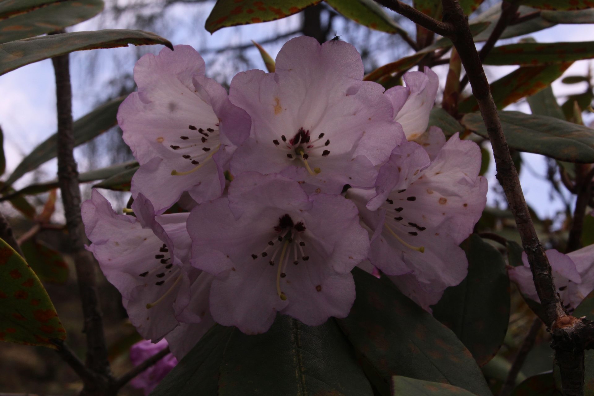 Rhododendron wallichii — Ericaceae