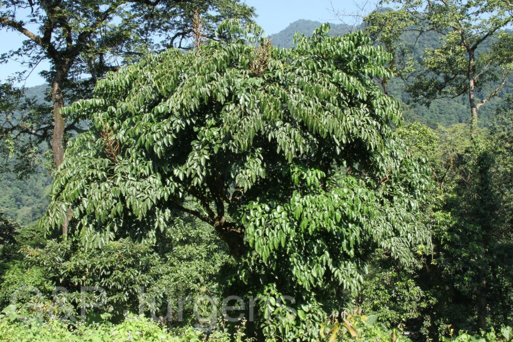 Bhutan2015 103