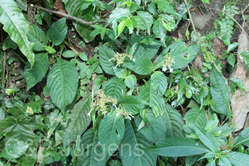 Bhutan2015 104