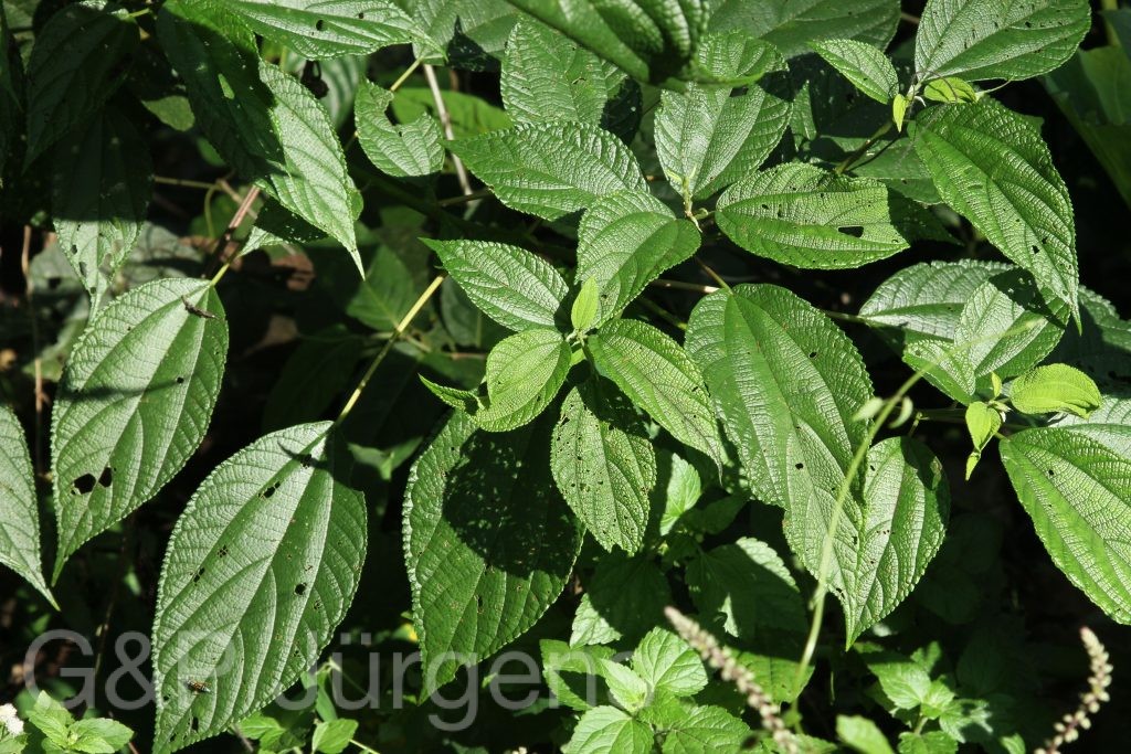 Bhutan2015 105