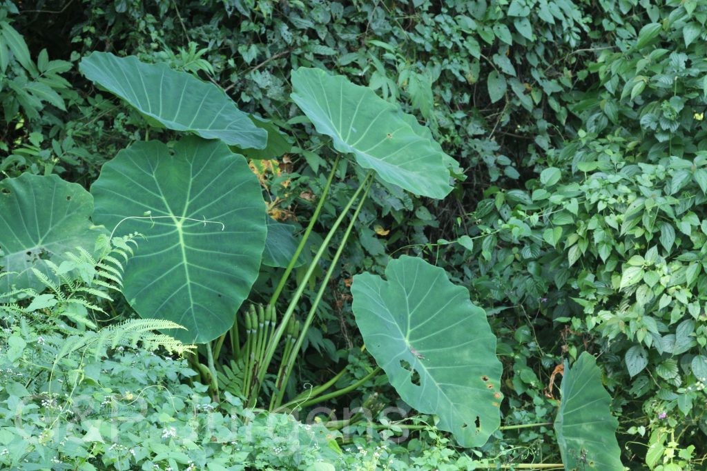 Bhutan2015 106 1