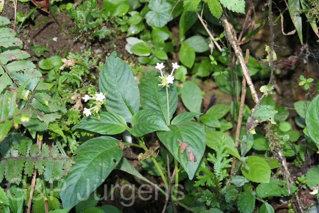 Bhutan2015 107