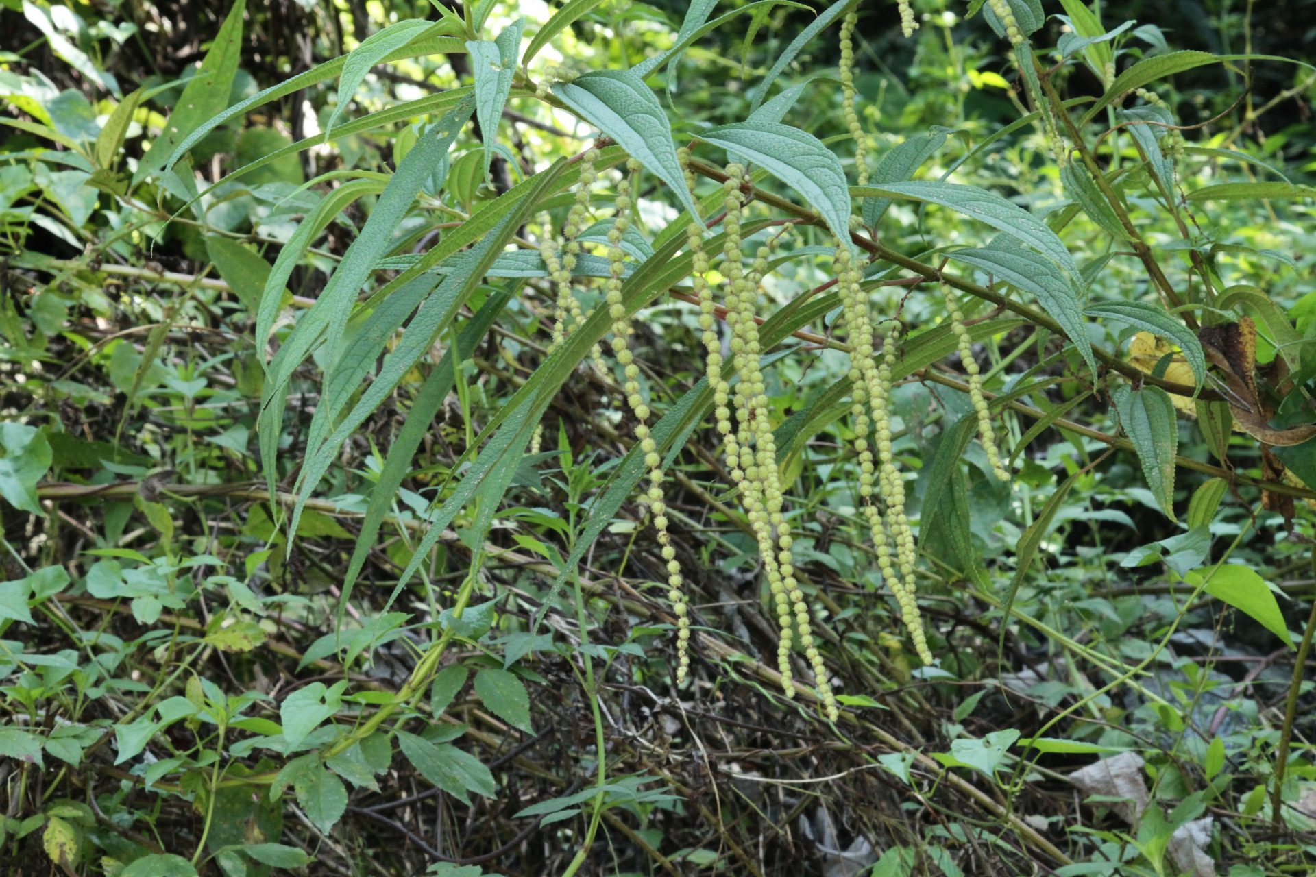 Boehmeria penduliflora — Urticaceae
