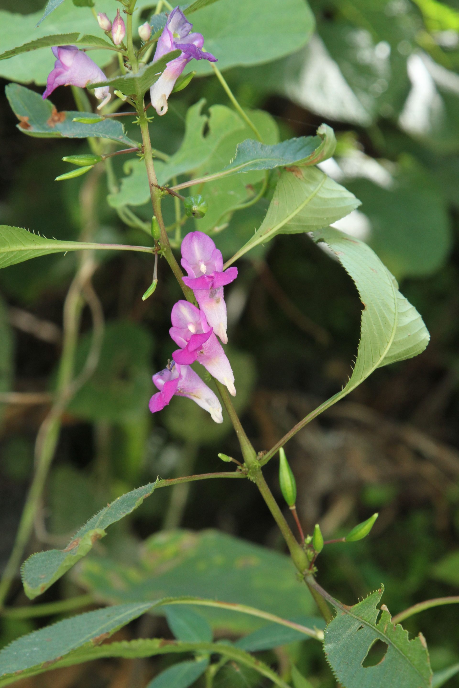 Impatiens tripetala — Balsaminaceae