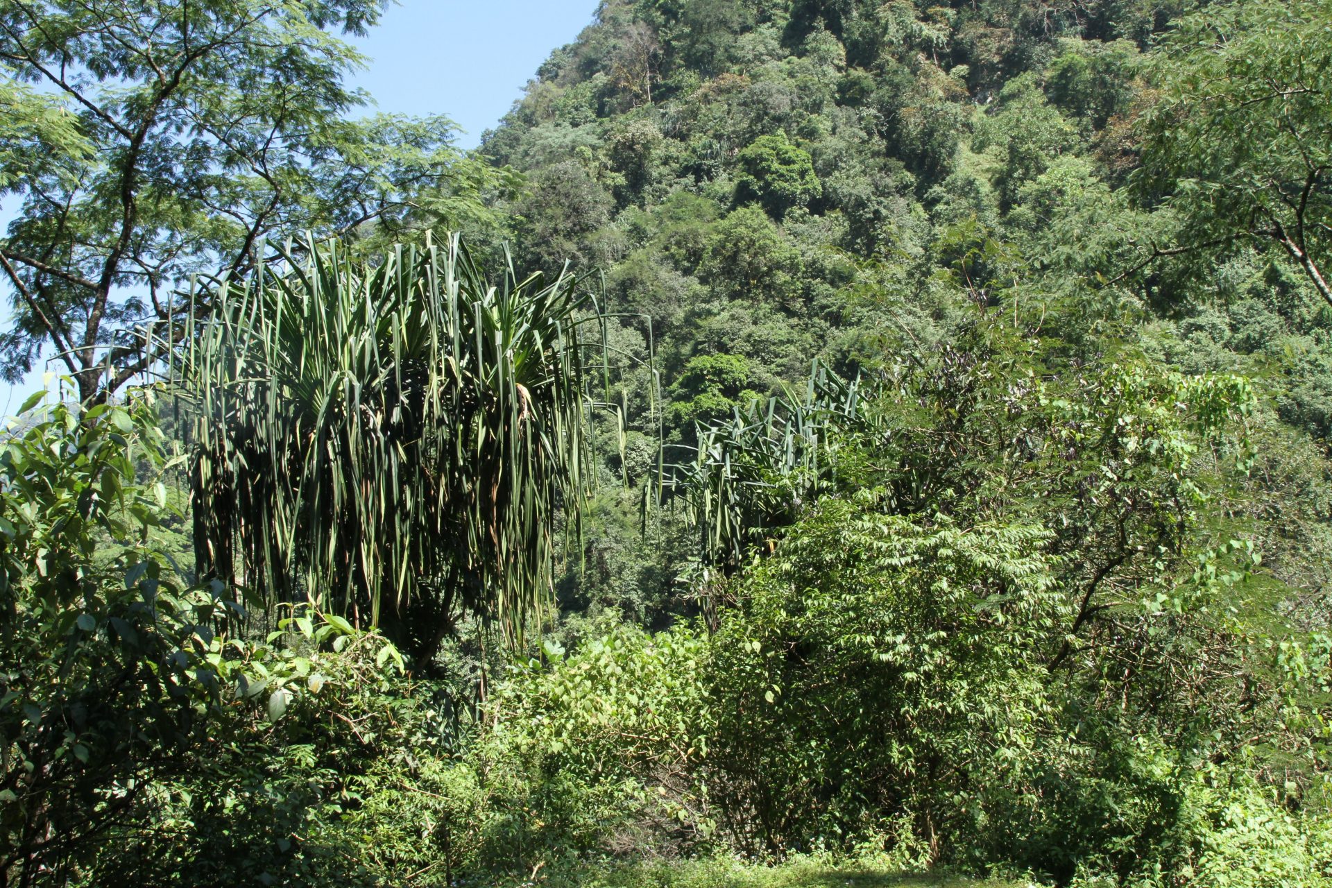 Pandanus furcatus — Pandanaceae