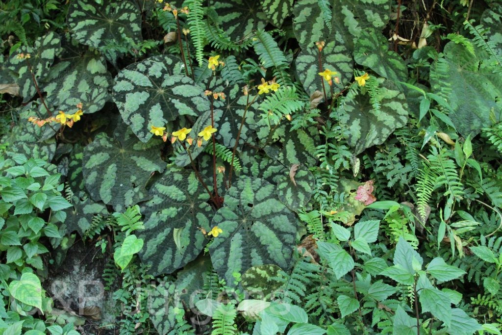 Bhutan2015 132