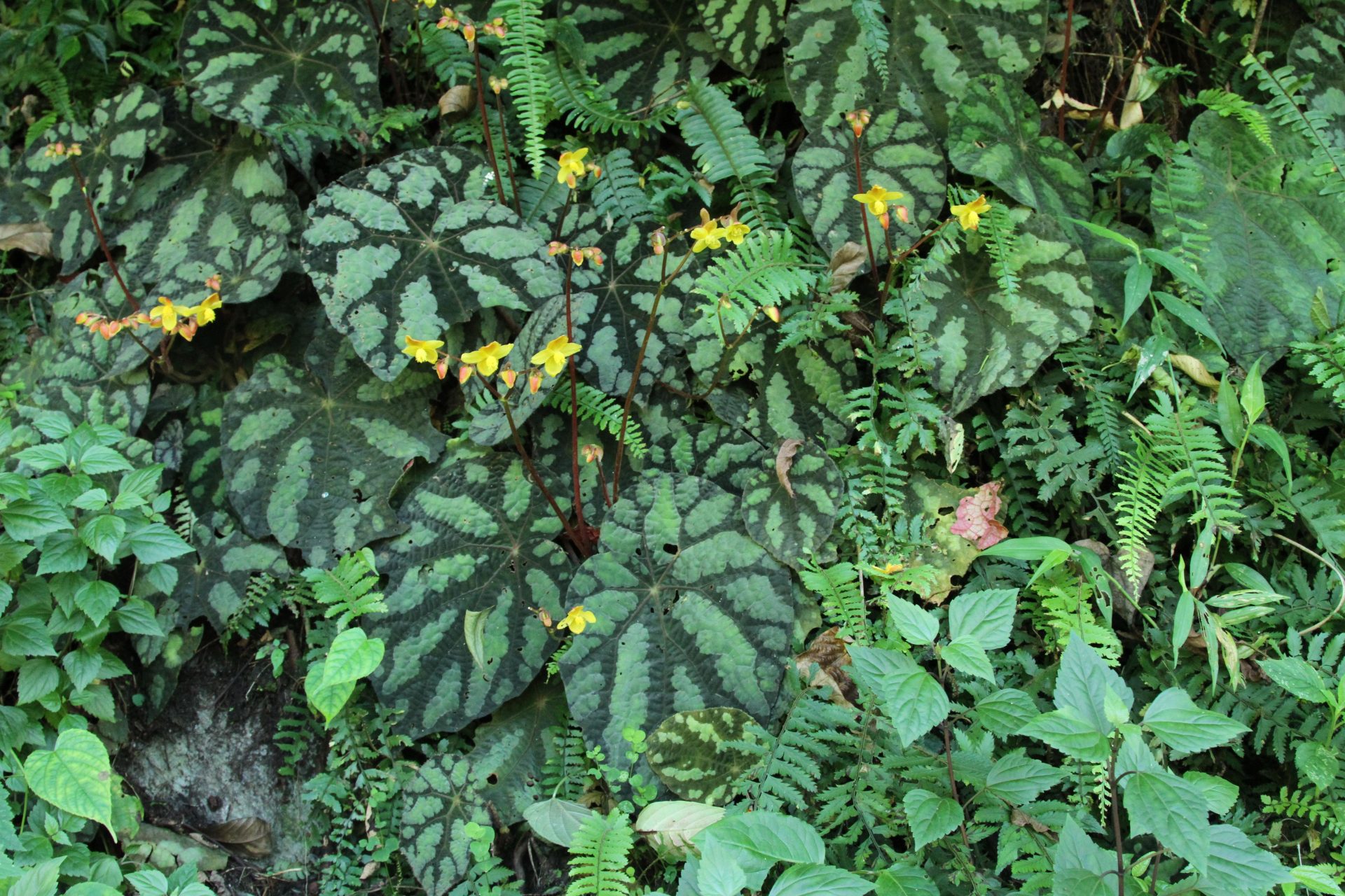 Begonia xanthina — Begoniaceae