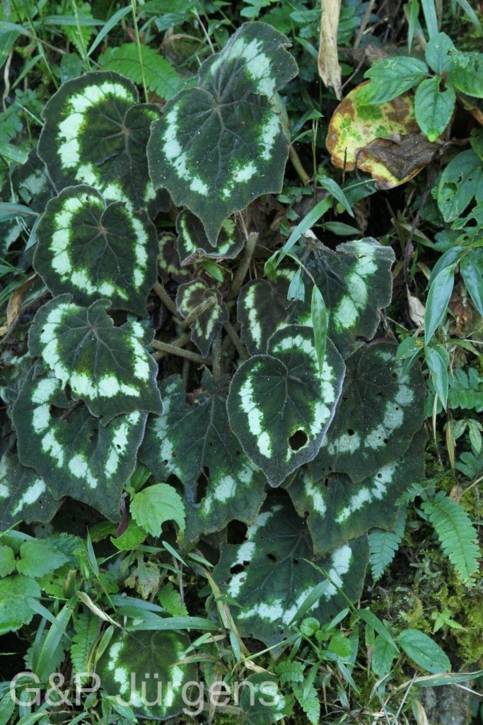 Bhutan2015 146