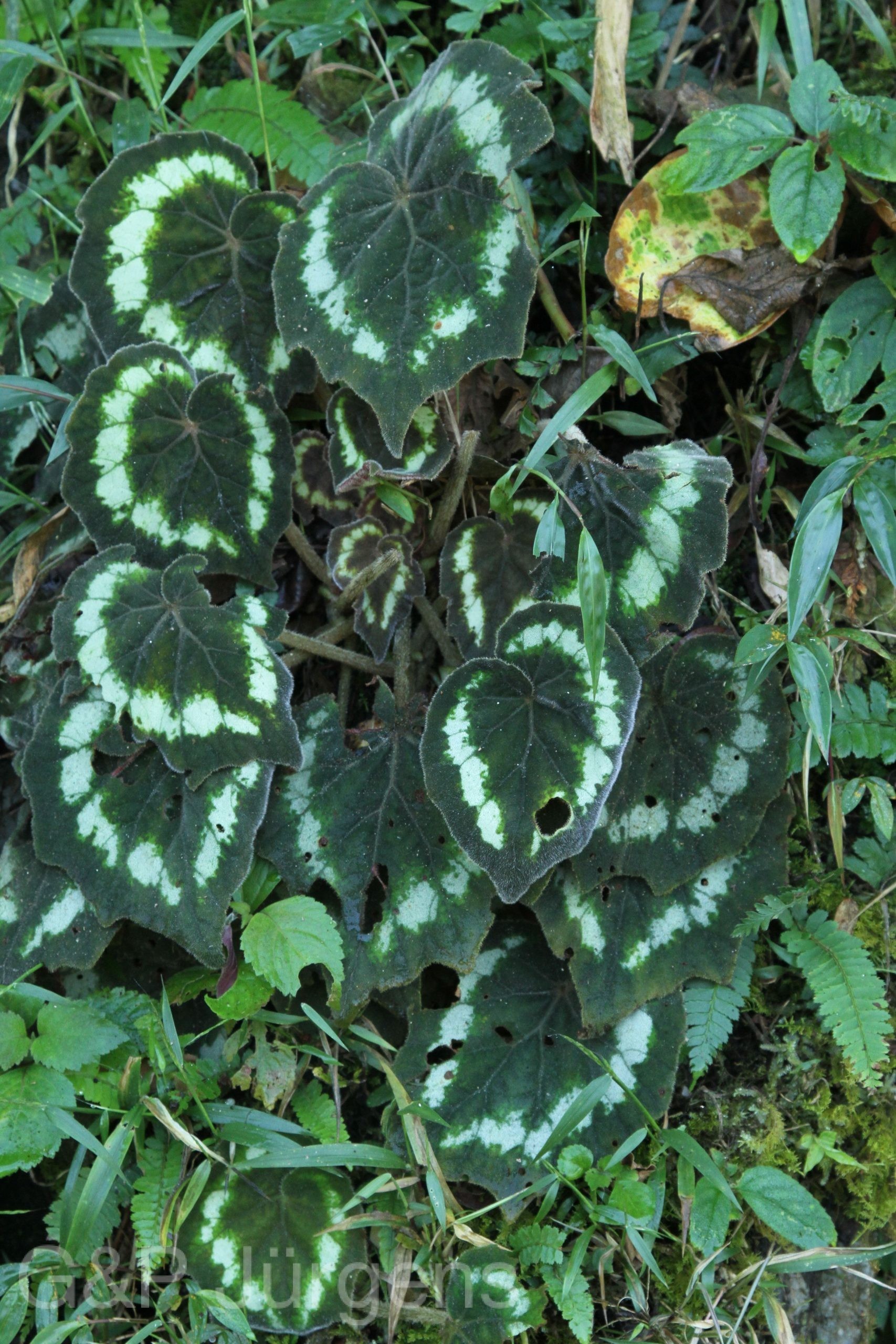 Begonia annulata — Begoniaceae