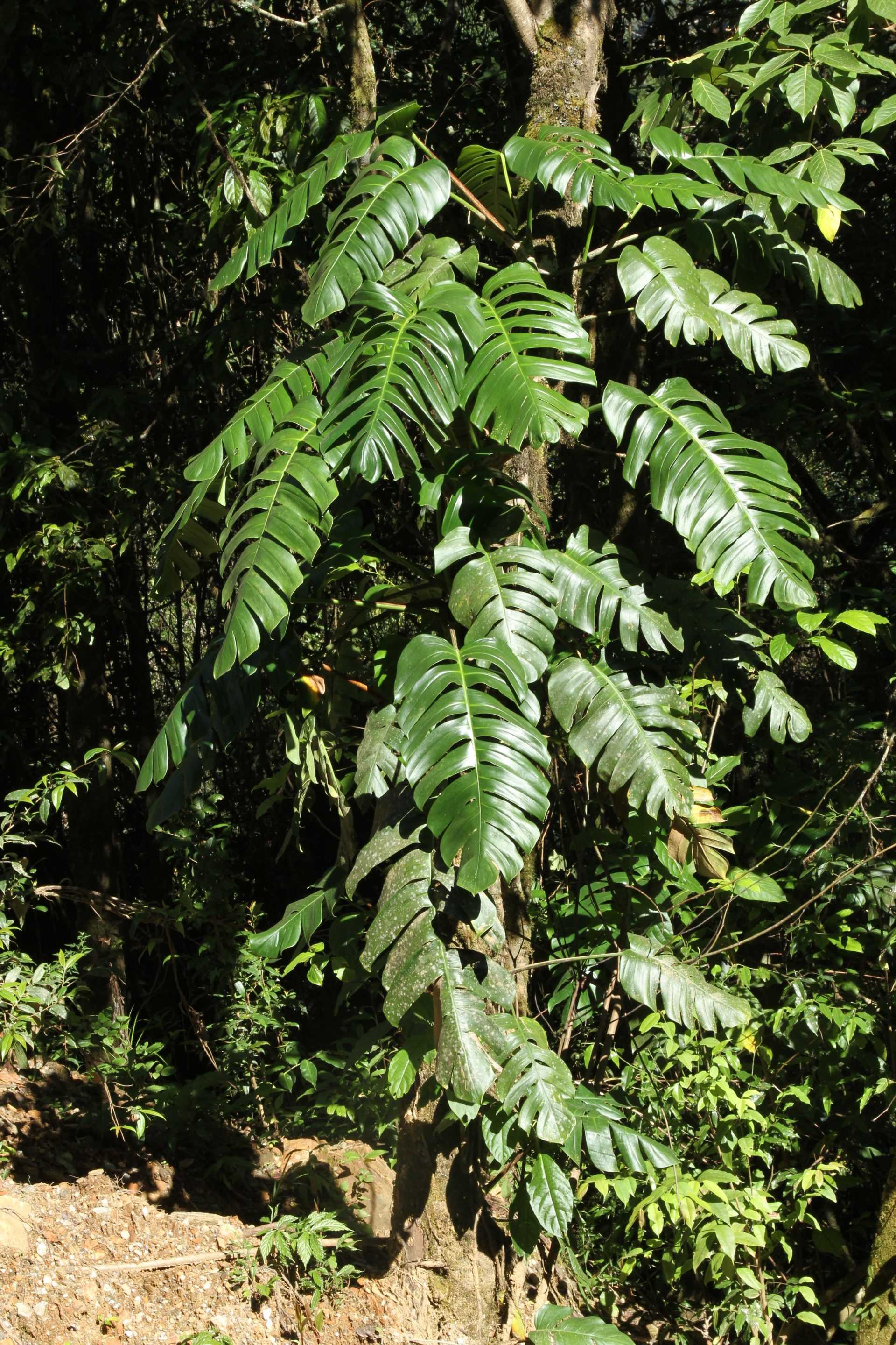 Rhaphidophora decursiva — Araceae